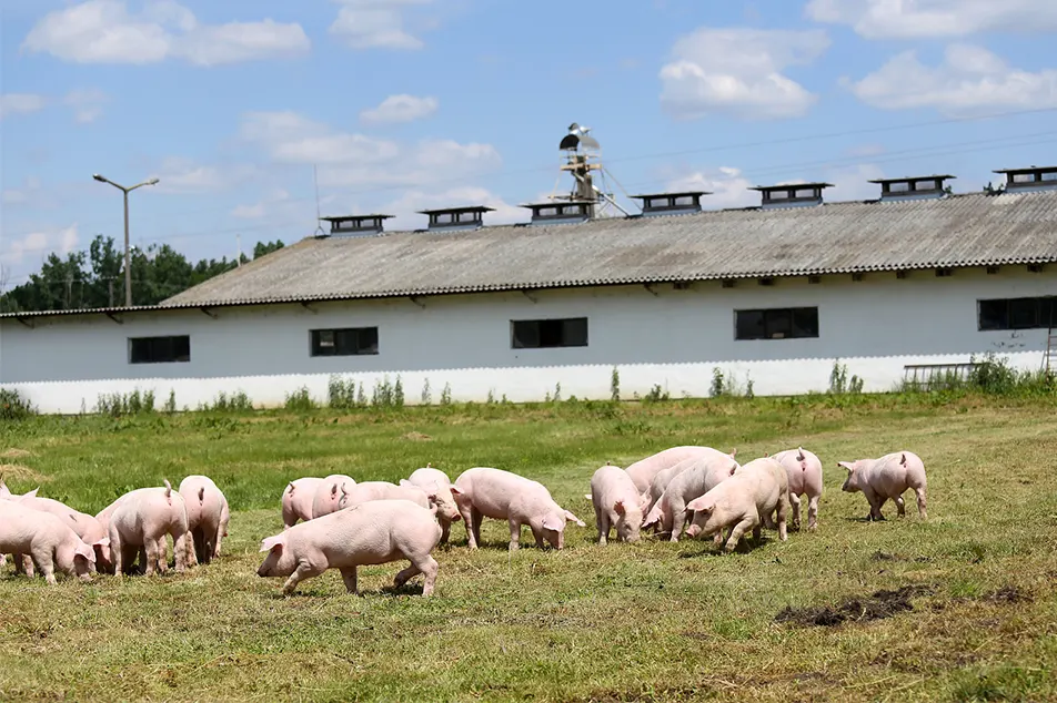 Moderne varkensboerderij beetje niet deze 6 varkensuitrusting