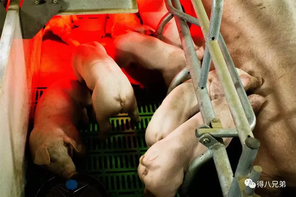 Hoe het sterftecijfer door verplettering door biggen met 80% te verminderen
