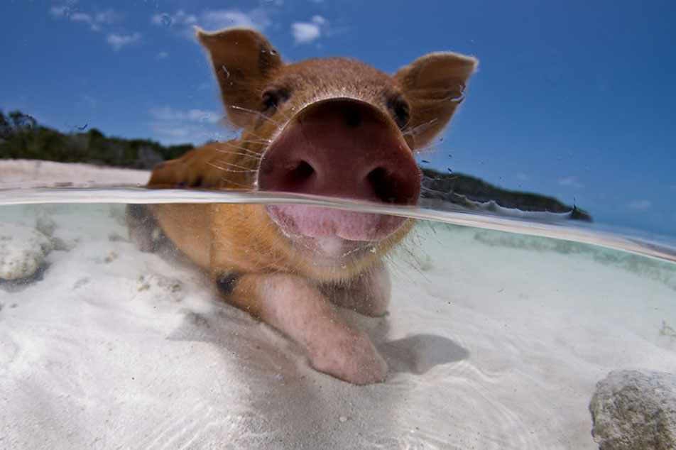 Hittestress bij varkens beheersen: effectieve strategieën voor het welzijn van de zomer