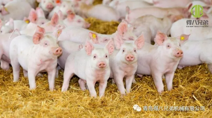 Verbetering van het dierenwelzijn op varkensboerderijen – Chinese editie