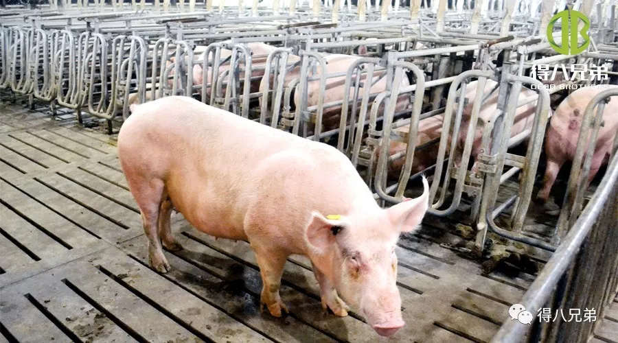 Effecten van gefermenteerd voer op drachtige zeugen