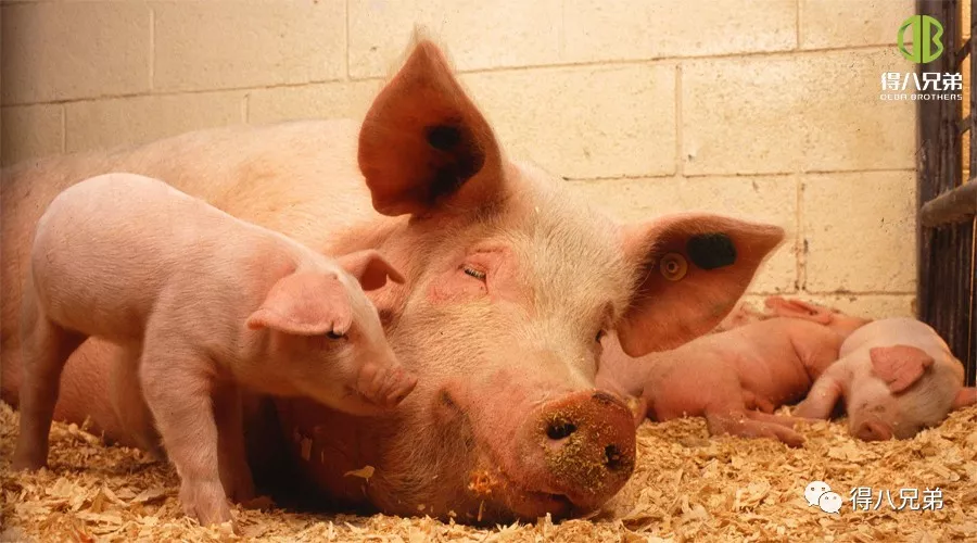 Impact van dierenwelzijn op de varkensproductie
