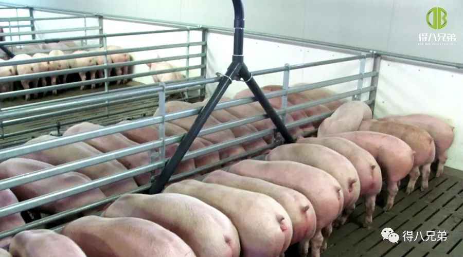 Onderzoeksstatus van gefermenteerd voer in China