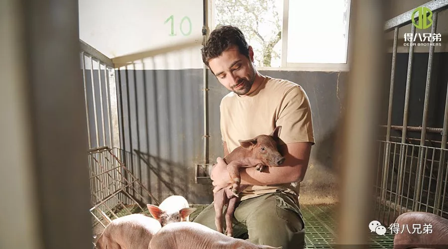 Strategieën voor het verbeteren en verbeteren van dierenwelzijn op varkenshouderijen